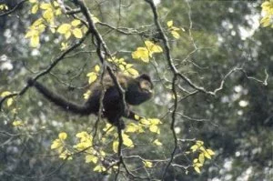 Hembra adulta de mono caí comiendo frutos de Hovenia dulcis